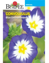 Burpee Blue Enchantment Convolvulus