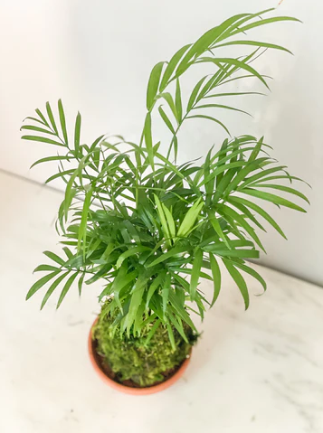 slide 1 of 1, KAL Trace Minerals, 30 ct