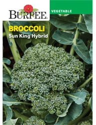 Burpee Broccoli Sun King Hybrid