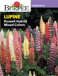 Burpee Lupine Russell Hybrid Mixed Colors
