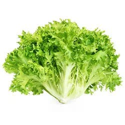 Endive