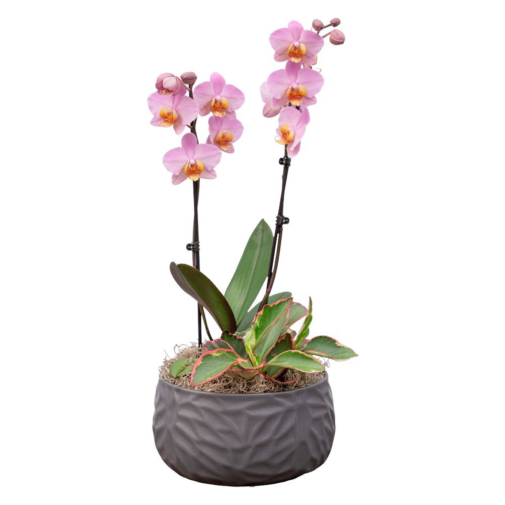 slide 1 of 1, Bloom Haus Fresh Live Orchid Garden, 8 in