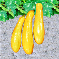 slide 8 of 9, Bonnie Plants  Squash Straightneck, 19.3 oz