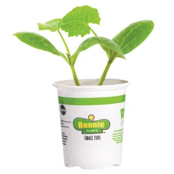 Bonnie Plants  Squash Straightneck