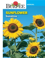 Burpee Sunflower Sunshine