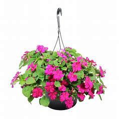 slide 1 of 1, 10" Premium Baskets, 10 in