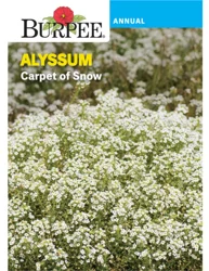 Burpee Alyssum Carpet of Snow