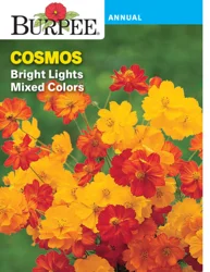 Burpee Cosmos Bright Lights Mixed Colors