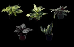 6" Premium Foliage In Plastic Pot