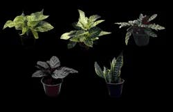 6" Premium Foliage In Plastic Pot