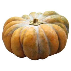 Squash Heart Of Gold