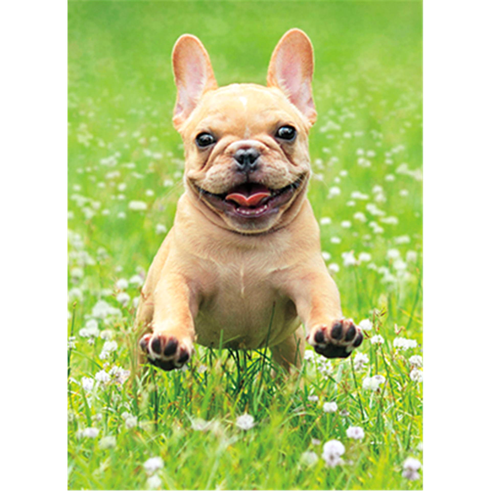 slide 1 of 1, Avanti Frenchie Jumping with Flower Val, 1 ct