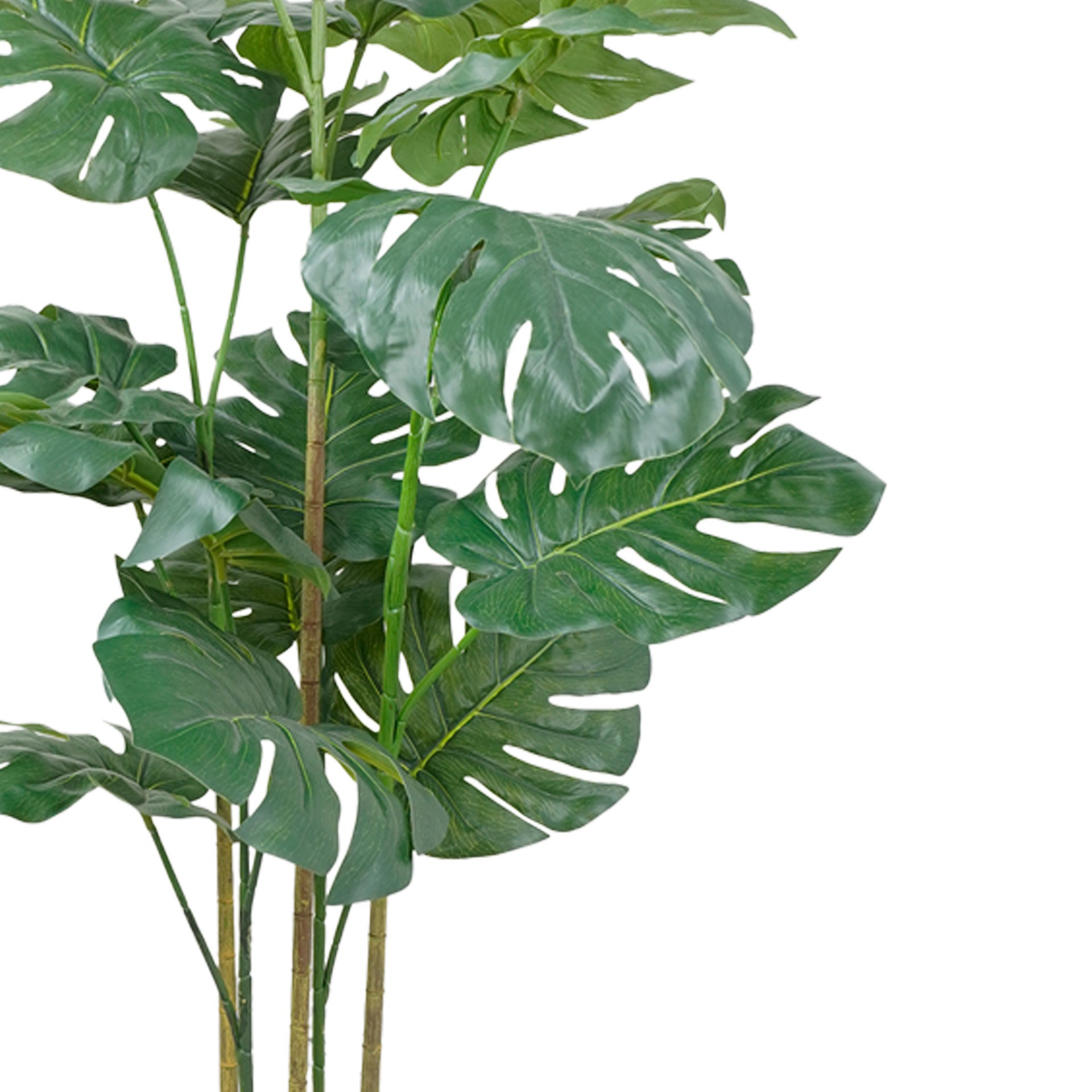 slide 2 of 3, 5ft. Potted Monstera Deliciosa Tree By Ashland, 32 in x 32 in x 60 in