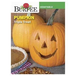 Burpee Pumpkin, Triple Treat