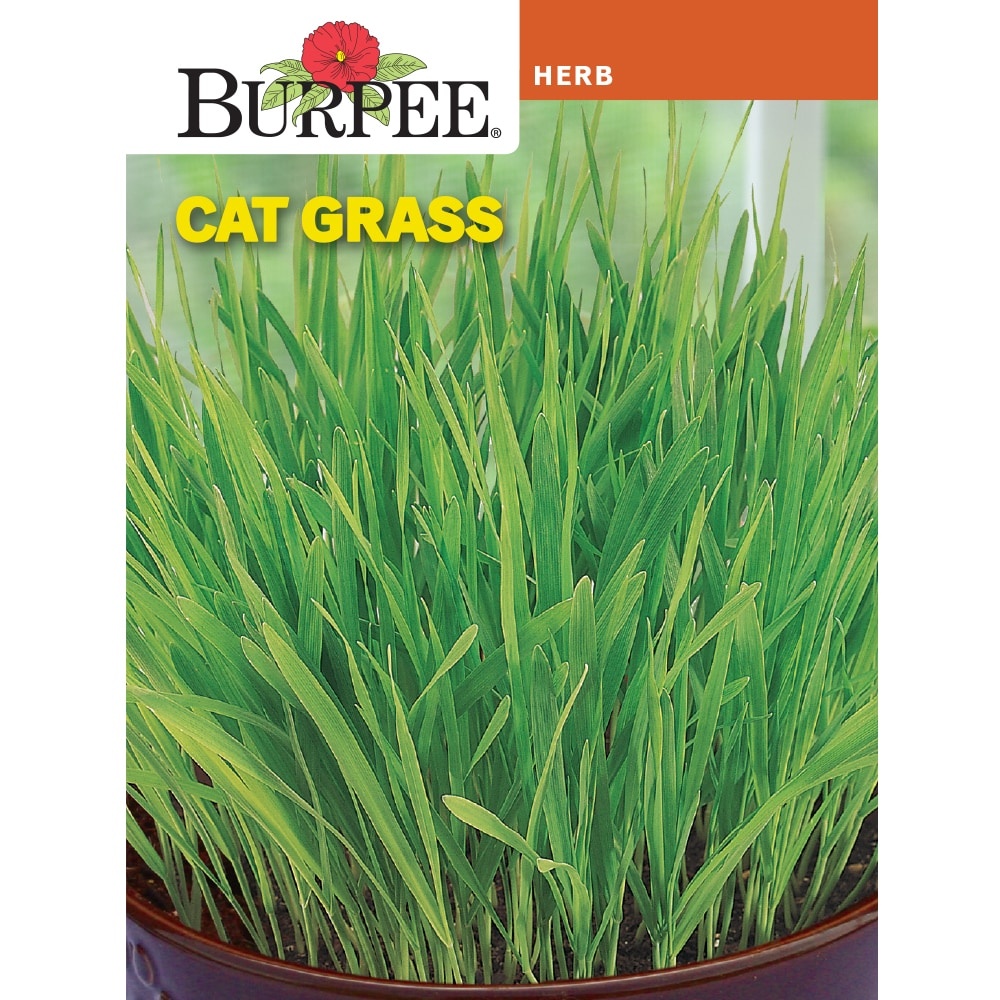 slide 1 of 1, Burpee Cat Grass Seeds, 1 ct