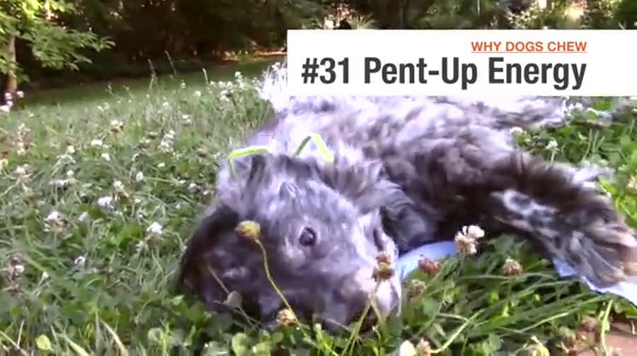 slide 2 of 8, Nylabone Puppy Chew Stages Triple Pack Chewy Toys Chicken, Bacon, & Beef Jerky Triple Pack Medium/Wolf - Up to 35 lbs.(3 Count), 1 ct