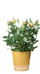 Rose in Tin