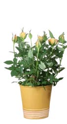 Rose in Tin