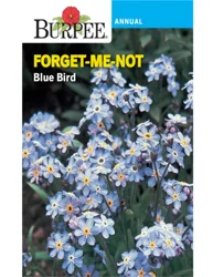 Burpee ForgetMeNot Blue Bird