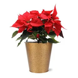 Growers Select 6" Red Poinsettia
