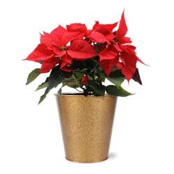 Growers Select 6" Red Poinsettia