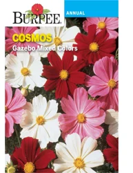 Burpee Cosmos Gazebo Mixed Colors