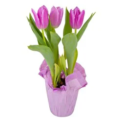 4 inch Potted Bulbs