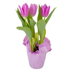 4 inch Potted Bulbs