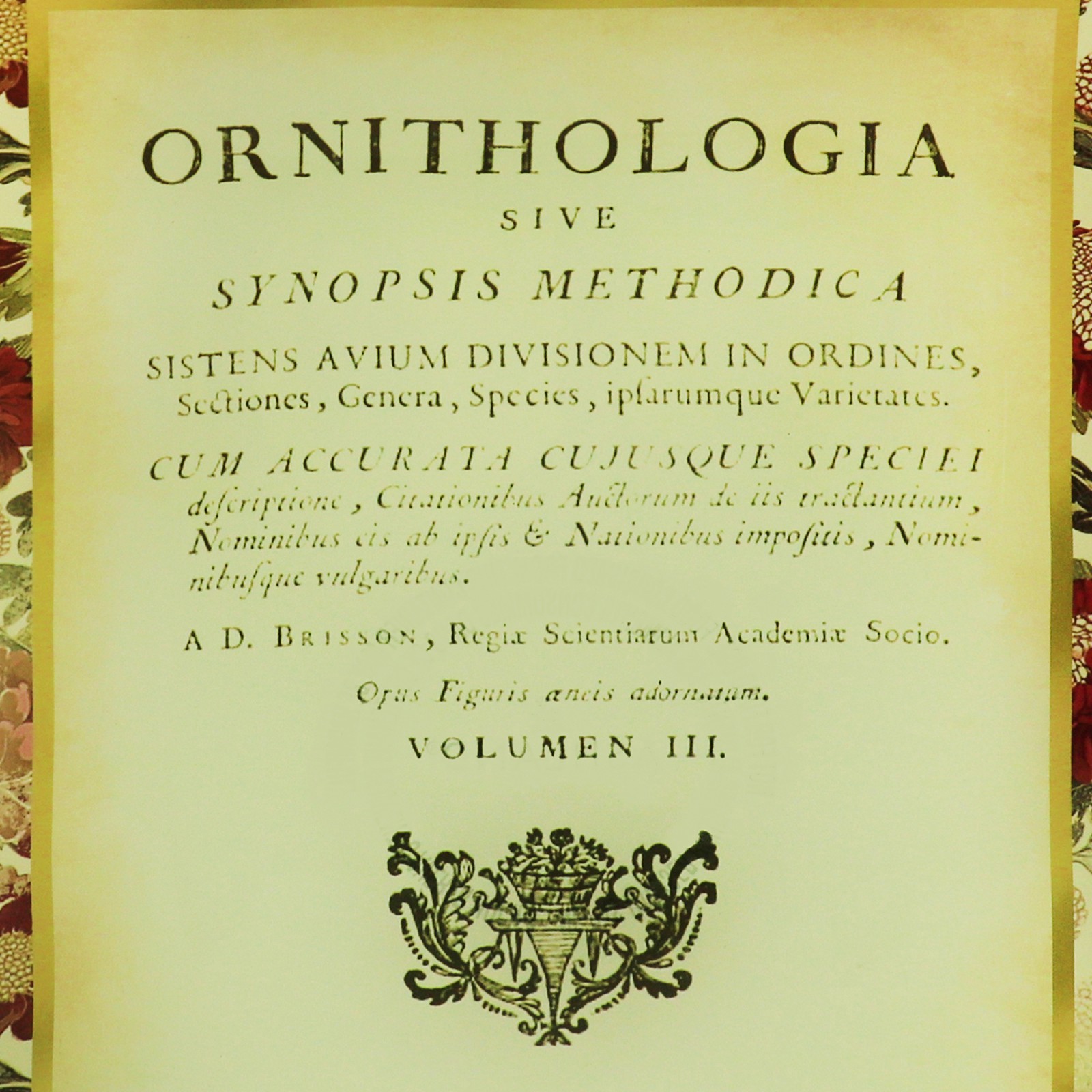 slide 2 of 3, 6" X 9" Ornithologia Decorative Plate By Ashland, 6 in x 9 in