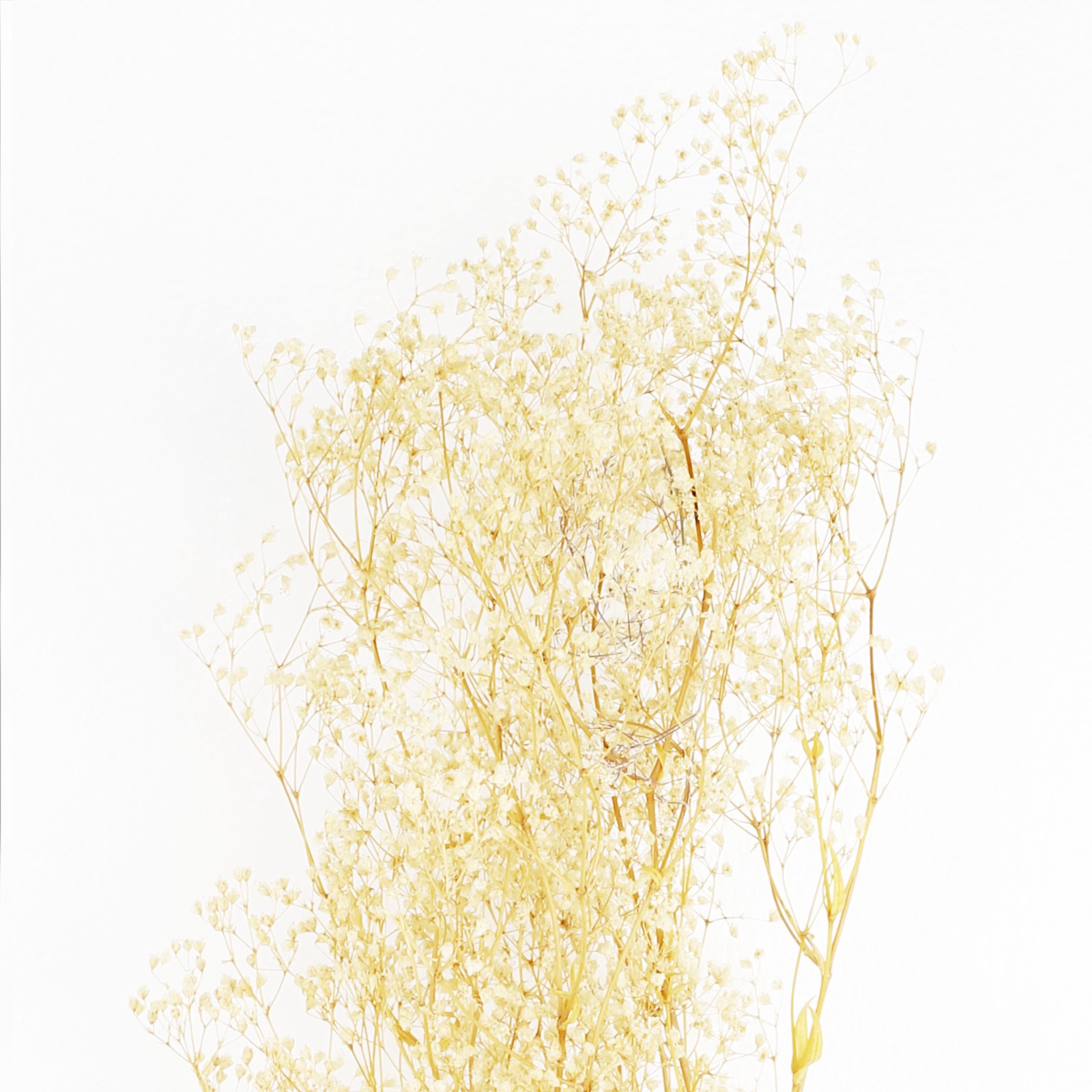 slide 2 of 2, Natural Dried Baby's Breath By Ashland, 22 in