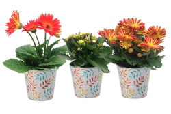 Assorted Blooming Plant In Tin