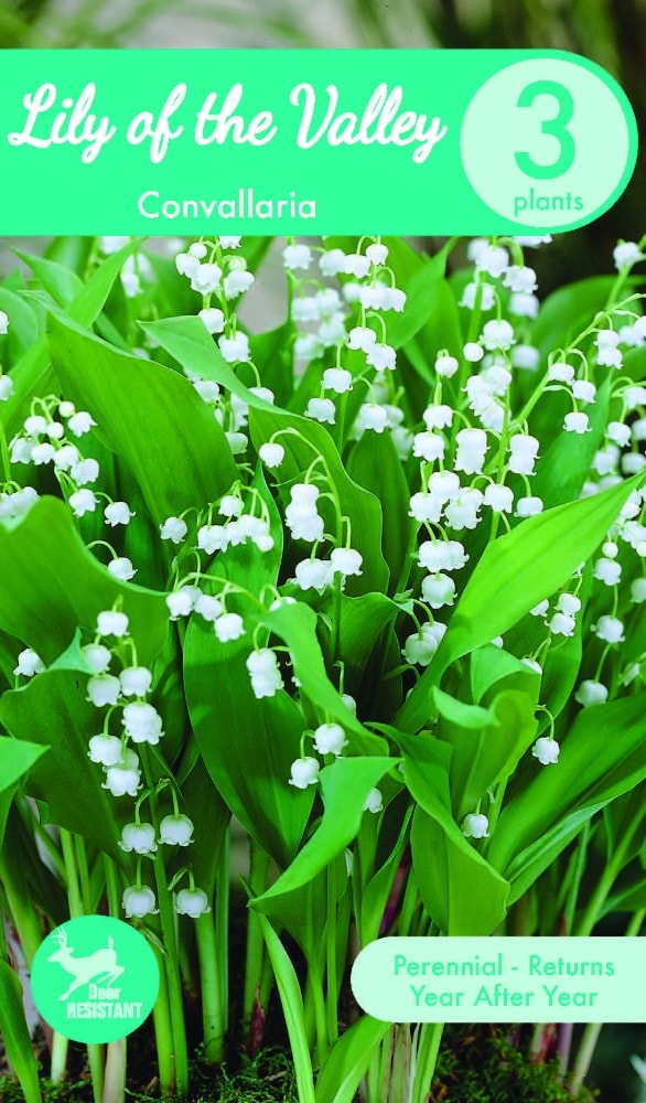 slide 1 of 1, Charlie's Produce Lily Of The Valley Convallaria, 1 ct