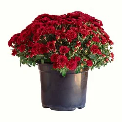 Heimos 8 Hardy Mum Red