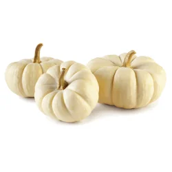 Pumpkins Mini White