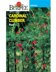 Burpee Heir Cardinal Climber Red