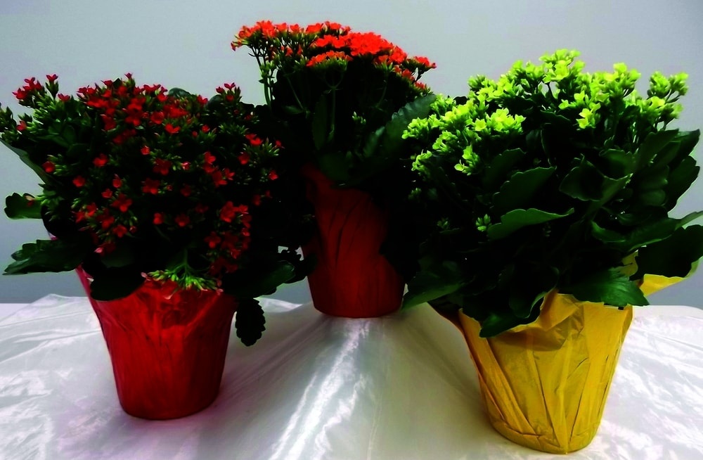 slide 1 of 1, Dwfl Kalanchoe Premium, 6 in