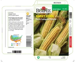 Burpee Corn Yellow Early Sunglow Hybrid