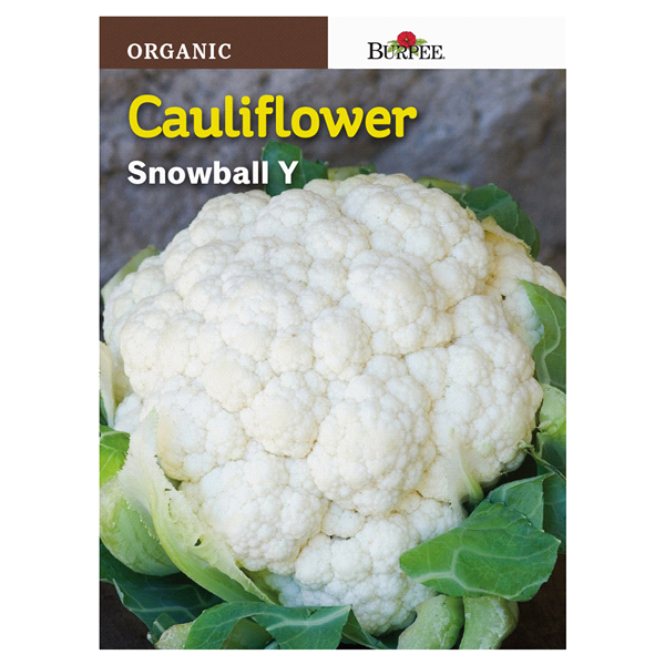 slide 1 of 1, Burpee Cauliflower Snowball Seeds, 1 ct