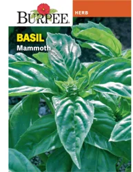 Burpee Herb Basil Mammoth