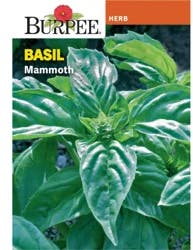 Burpee Herb Basil Mammoth