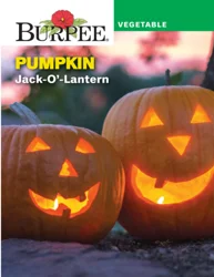 Burpee Heir Pumpkin Jack-O'-Lantern