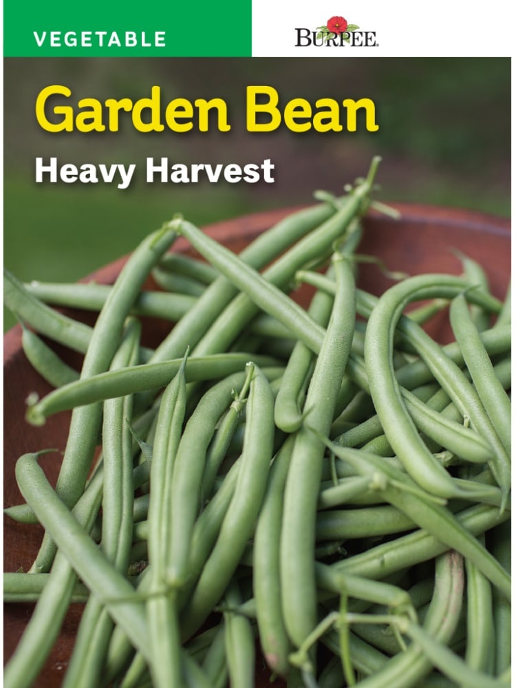 slide 1 of 1, Burpee Heavy Harvest Garden Bean Seeds - Green, 1 ct