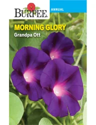 Burpee Heir Morning Glory Grandpa Ott
