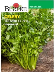 Burpee Celery Tall Utah