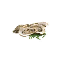 Fresh Farm Raised Oysters In Shell