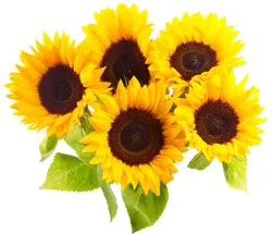Central Market Sunflowers, 5 Stem