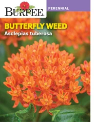 Burpee Perennial Butterfly Weed Asclepias Tuberosa