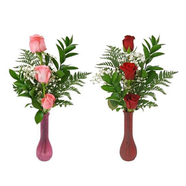 slide 1 of 1, C & D Triple Rose Plant, 1 ct