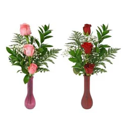 C & D Triple Rose Plant