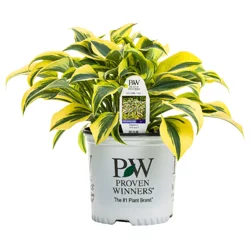 Proven Winners Hosta Autumn Frost, 2.5 Qt